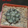 COPIAPOA columna - alba GCG 15015, L35 entronque 2., 5 cm pot, SEEDLING
