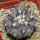 COPIAPOA columna - alba GCG 15015,  L35 entronque 2., 5 cm pot, SEEDLING 
