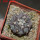 COPIAPOA columna - alba GCG 15015,  L35 entronque 2., 5 cm pot, SEEDLING 