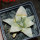 ARIOCARPUS retusus x fissuratus f. varigata F2 ex Pavlík, 7 cm pot, SEEDLING
