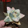 ARIOCARPUS retusus x fissuratus f. varigata F2 ex Pavlík, 7 cm pot, SEEDLING