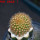 BRACHYCEREUS nesioticus, clone P1, 8 cm pot, grafted offset