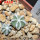AZTEKIUM hintonii var. minor GCG 13116, 5 cm pot, 2 pcs. SEEDLINGS