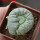 LOPHOPHORA alberto-vojtechii f. cristata, 6 cm pot, grafted