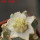 AZTEKIUM valdezii f. aurea GCG 10893, 6 cm pot, grafted