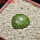 BLOSSFELDIA formosa, 5 cm pot, SEEDLING