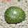BLOSSFELDIA formosa, 5 cm pot, SEEDLING
