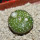 BLOSSFELDIA formosa, 5 cm pot, SEEDLING