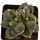 ARIOCARPUS furfuraceus cv. Zonge Batan, illustrative photo