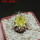 TURBINICARPUS graminispinus f. variegata GCG 12654b ex Gerardo, 4 cm pot, SEEDLING