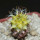 TURBINICARPUS graminispinus f. variegata GCG 12654b ex Gerardo, 4 cm pot, SEEDLING