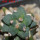 ARIOCARPUS furfuraceus cv. Zonge Batan, 7 cm pot, grafted offset