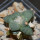 ARIOCARPUS furfuraceus cv. Zonge Batan, 7 cm pot, grafted offset