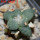 ARIOCARPUS furfuraceus cv. Zonge Batan, 7 cm pot, grafted offset