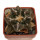 ARIOCARPUS fissuratus PP 353, Cuatro Cienegas, 5 cm, SEEDLING