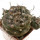 TURBINICARPUS jauernigii, 5,2 cm, SEEDLING