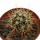 FEROCACTUS johnstonianus Isla Angel de la Guarda, 2,3 cm, rooted offset