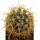 FEROCACTUS johnstonianus Isla Angel de la Guarda, 4,7 cm, grafted offset