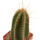 PIERREBRAUNIA brauniorum ex Neirick ex Zahra, clone 1, 7 cm, rooted offset