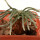 AVONIA quinaria ssp. alstonii, pot 5 cm, SEEDLING