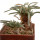 AVONIA quinaria ssp. alstonii, 2 pieces, pot 5 cm, 2 x SEEDLINGS