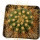 BUININGIA aurea HU 116, 5,4 cm, rooted offset