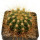 BUININGIA aurea HU 116, 5,4 cm, rooted offset