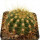 BUININGIA aurea HU 116, 5,8 cm, rooted offset