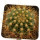 BUININGIA aurea HU 116, 5,8 cm, rooted offset