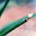AGAVE albopilosa, pot 6 cm, SEEDLING