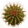 UEBELMANNIA buiningii f. green RNK 55, illustrative photo