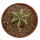 AZTEKIUM hintonii, 3,5 cm pot