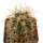 FEROCACTUS johnstonianus,  pot 6 cm, rooted offset