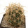 FEROCACTUS johnstonianus,  pot 7,5 cm, rooted offset