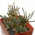 AVONIA quinaria ssp. alstonii, one pot 5 cm