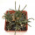 AVONIA quinaria ssp. alstonii, one pot 5 cm