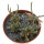 AVONIA quinaria ssp. alstonii, one pot 6 cm