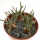 AVONIA quinaria ssp. alstonii, one pot 6 cm