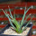 AGAVE albopilosa, clone 1 offset of mother plant, pot 7 cm