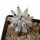 STENOCEREUS beneckei, pot 6,5 cm, rooted offset